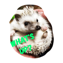 [LINEスタンプ] みーとぱい