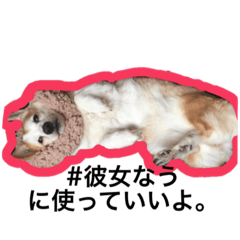 [LINEスタンプ] 犬と博子の画像（メイン）