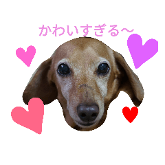 [LINEスタンプ] スムースダックスのショコラ