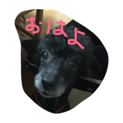[LINEスタンプ] ヤギ似のクロちゃん