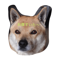 [LINEスタンプ] あらしの1日 