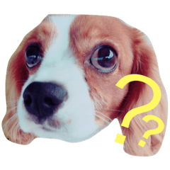 [LINEスタンプ] キャバリアくん 