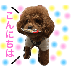 [LINEスタンプ] トイプードル モカ①