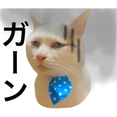 [LINEスタンプ] 若干ウザい猫スタンプ