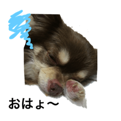 [LINEスタンプ] チワワ便り ぴろ＆はな