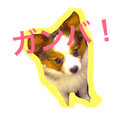 [LINEスタンプ] パピヨンだけスタンプ