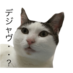 [LINEスタンプ] ニャムシス再