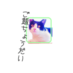 [LINEスタンプ] Cute kitty