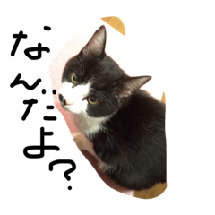 [LINEスタンプ] にゃんてこった