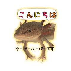 [LINEスタンプ] ウーパールーパーのしらたまとごま