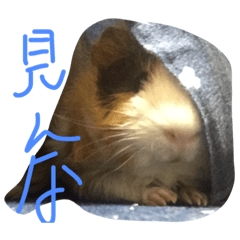 [LINEスタンプ] もるたろの日常