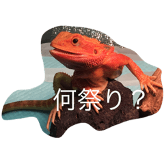 [LINEスタンプ] トカゲ家守魚