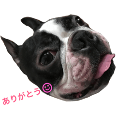 [LINEスタンプ] 鼻ぺちゃ犬の鼻ぺちゃ犬のためのスタンプ