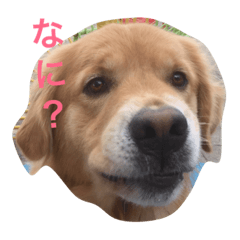 [LINEスタンプ] ゴルのぽんちゃん