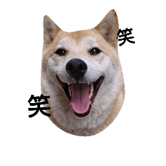 [LINEスタンプ] 柴犬こはる