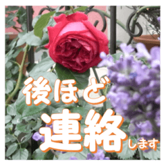 [LINEスタンプ] 薔薇の花♡アソート4_挨拶メッセージの画像（メイン）