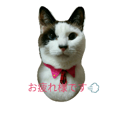 [LINEスタンプ] 我が家のにゃんず