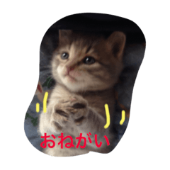 [LINEスタンプ] ニャンちゃって
