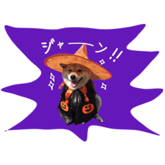 [LINEスタンプ] 柴犬ハナ