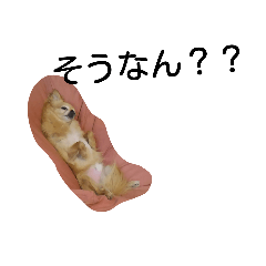 [LINEスタンプ] 犬目線