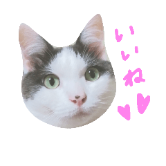 [LINEスタンプ] ハチワレちゃみさん
