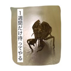 [LINEスタンプ] 蝉の抜け殻の日常