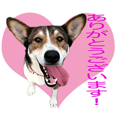 [LINEスタンプ] カフェハン看板犬もも