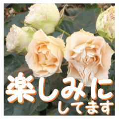 [LINEスタンプ] 薔薇の花♡Antique Lace_挨拶メッセージの画像（メイン）