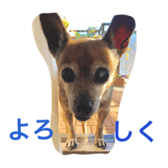 [LINEスタンプ] ミニピン x チワワ