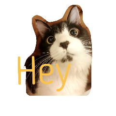 [LINEスタンプ] ねこまる 〜Part1～