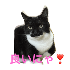 [LINEスタンプ] ニャンだワン
