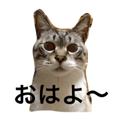[LINEスタンプ] シャムトラのしろ