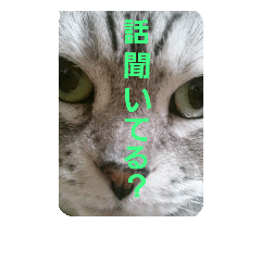 [LINEスタンプ] ぴのとぱふぃ