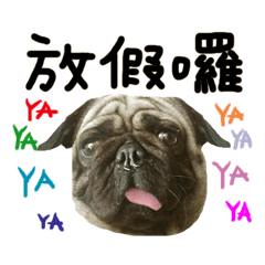 [LINEスタンプ] Pug is cute,His name is weiwei.