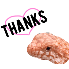 [LINEスタンプ] イワトカゲちゃん❤︎