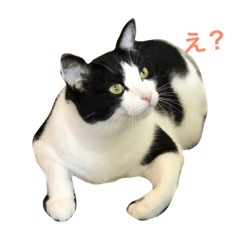 [LINEスタンプ] ハチワレン