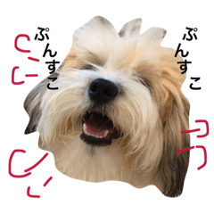 [LINEスタンプ] チワマル ぴかる3♪