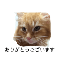 [LINEスタンプ] 挨拶ねこ