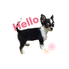 [LINEスタンプ] チワワのレオたん