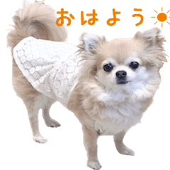 [LINEスタンプ] チワワのhappyの日常