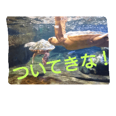 [LINEスタンプ] ちょいと使える水の仲間たち