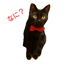 [LINEスタンプ] 家のこまちゃん
