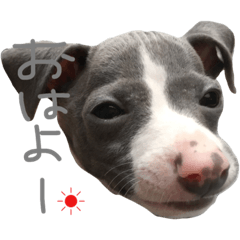 [LINEスタンプ] イタグレロディの毎日