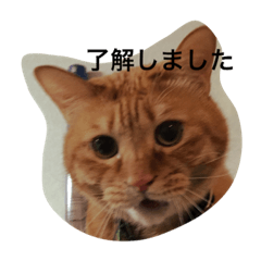 [LINEスタンプ] しあわせとねこ