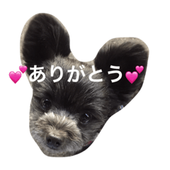 [LINEスタンプ] ポメプーのくぅちゃんDESU