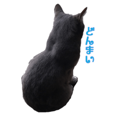 [LINEスタンプ] kuwabara's cat 