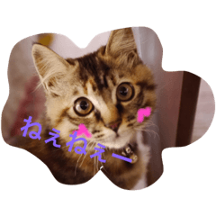 [LINEスタンプ] みーころ