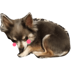 [LINEスタンプ] みみちゃん3