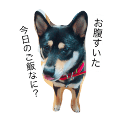 [LINEスタンプ] 柴犬のひとりごと