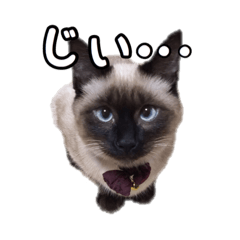 [LINEスタンプ] シャム猫あめ君2